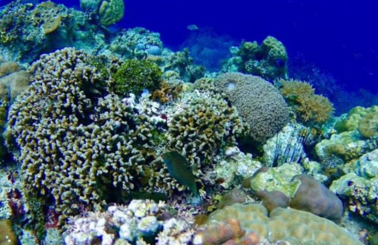 Molave Cove Resort Panglao Eksteriør billede